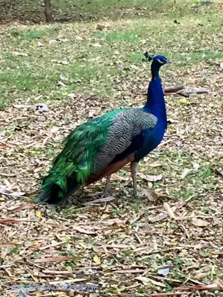 Mauritius, Casela, Peacock
