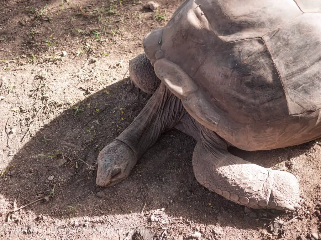 Mauritius, Chamarel, 7 Colours , Tortoises