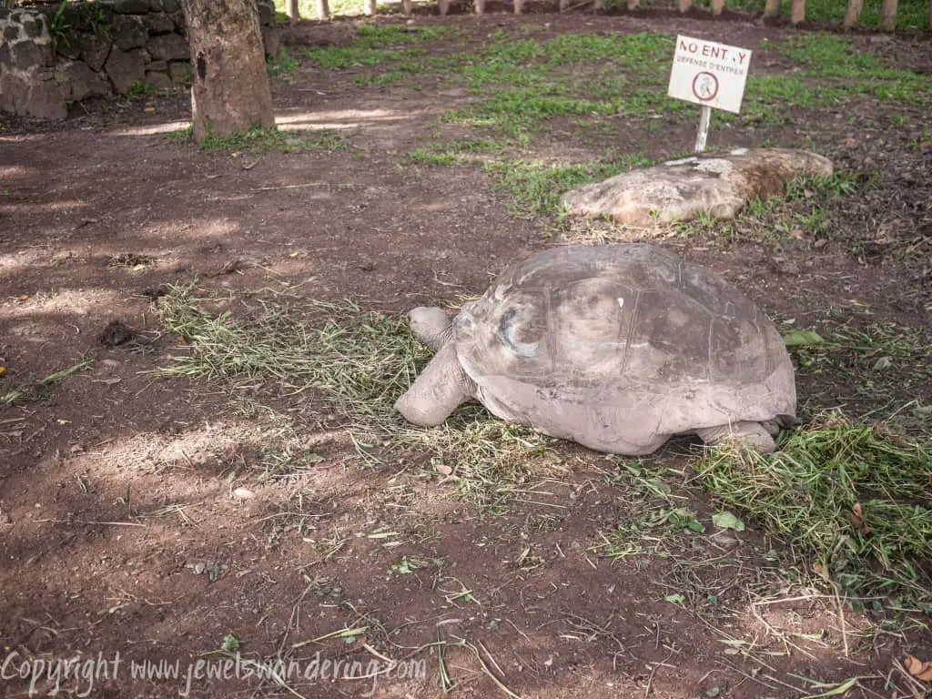 Mauritius, Chamarel, 7 Colours , Tortoises