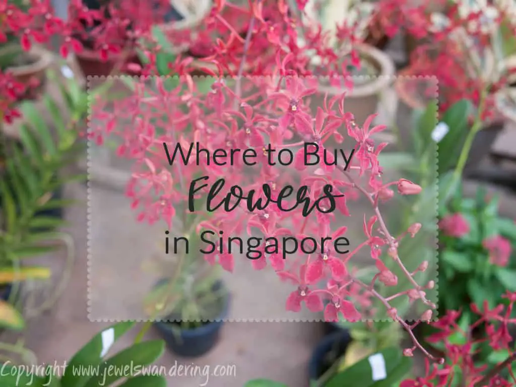 Flowers in Singapore