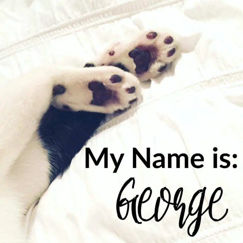 George the Dog Cat