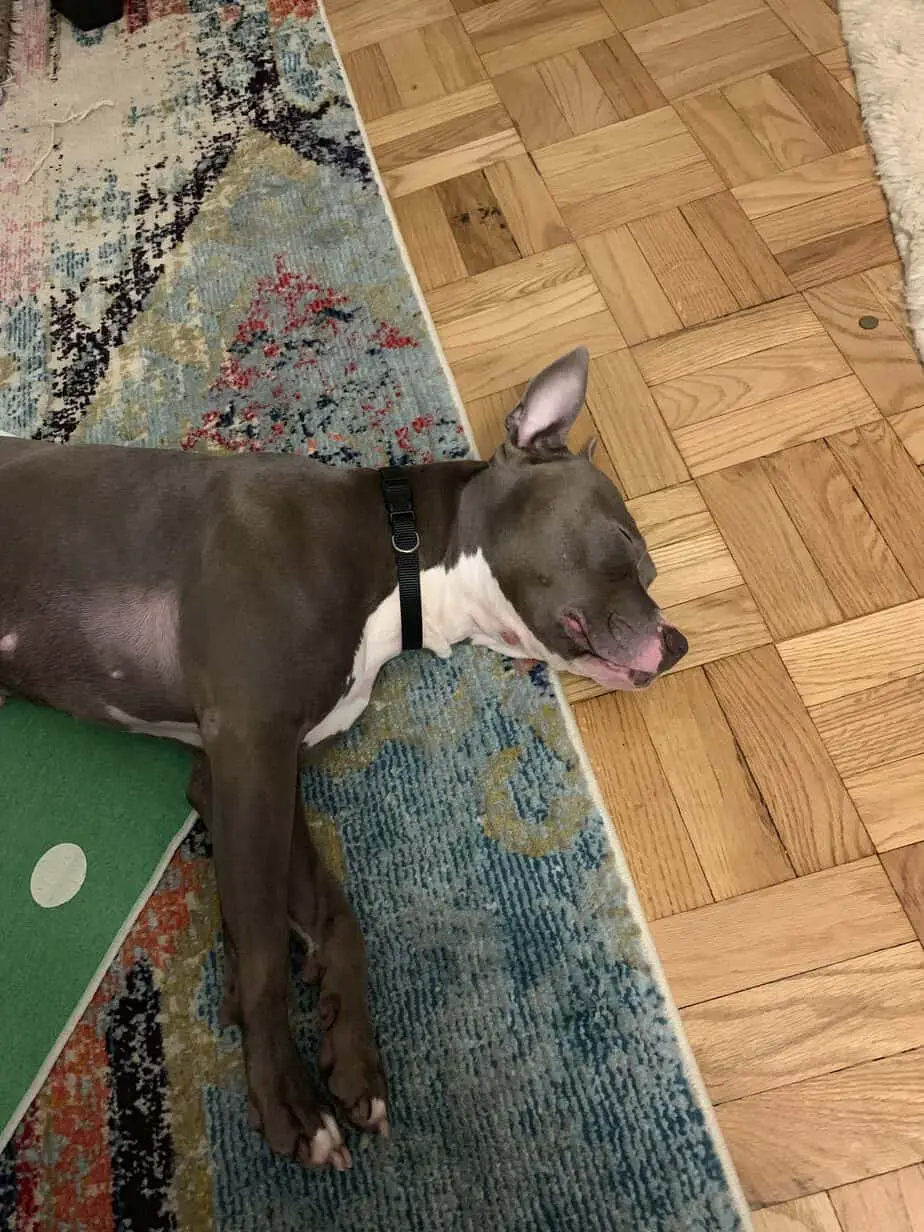 Pitbull lying on the floor