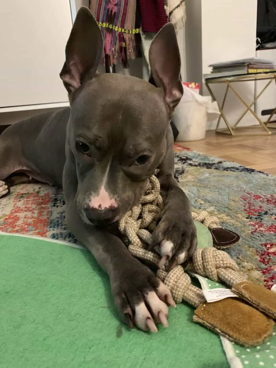 Pitbull chewing on a rope toy