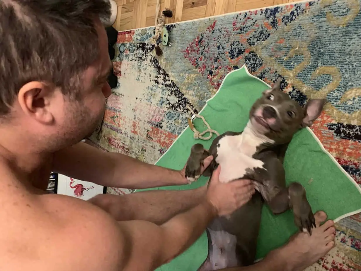 Pitbull being tickled by a man