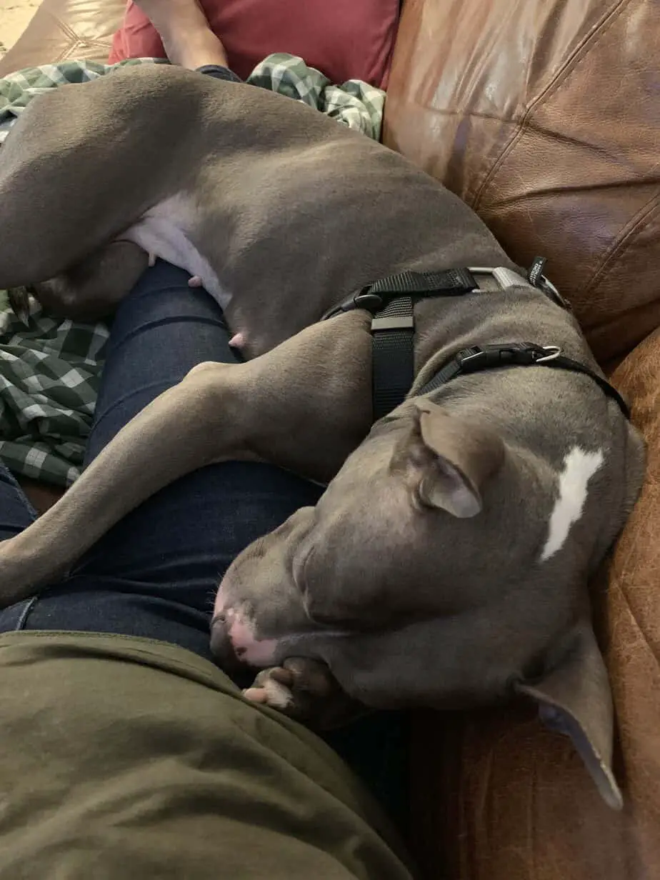 Pitbull sleeping