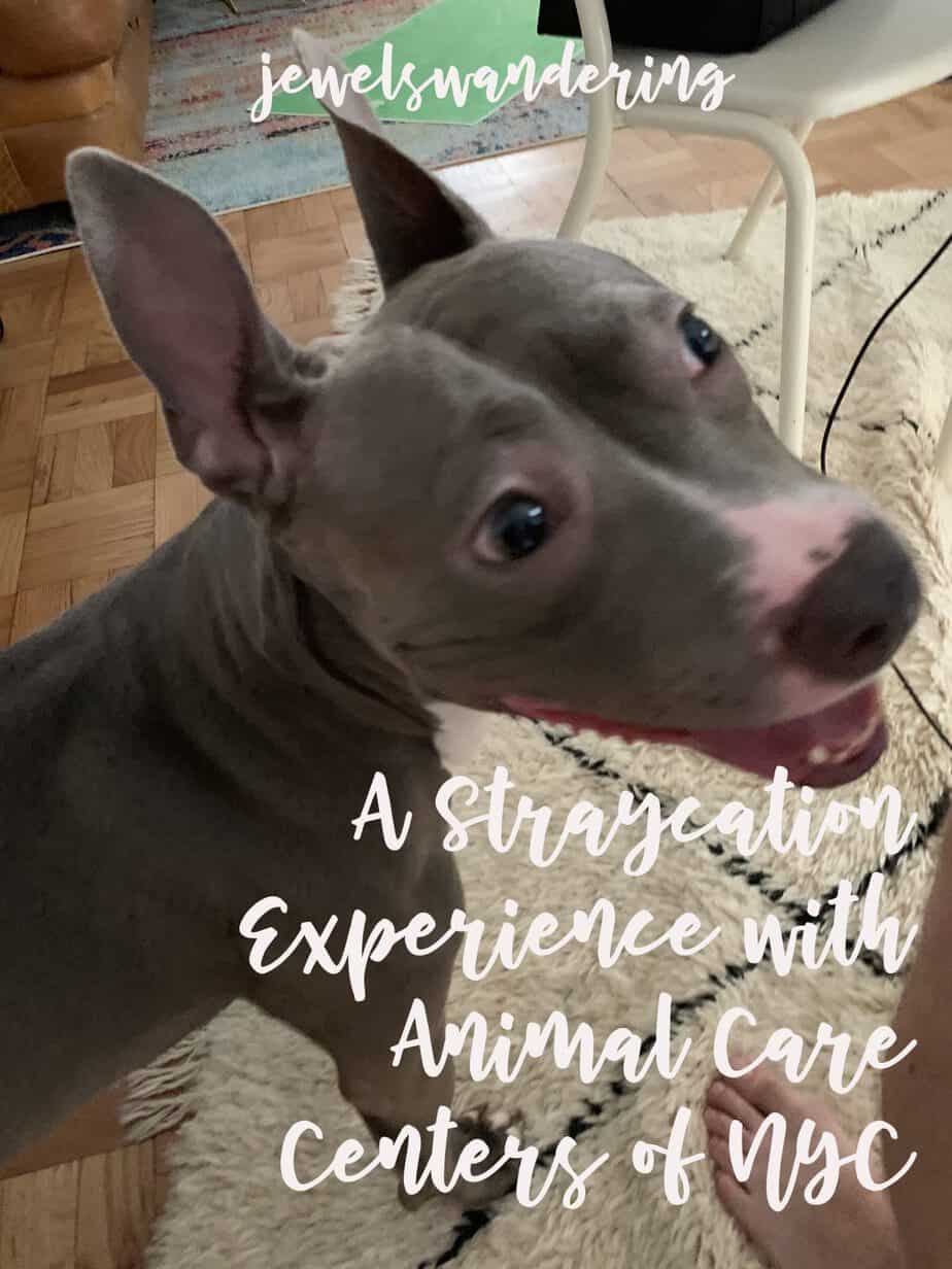 Pitbull in a room