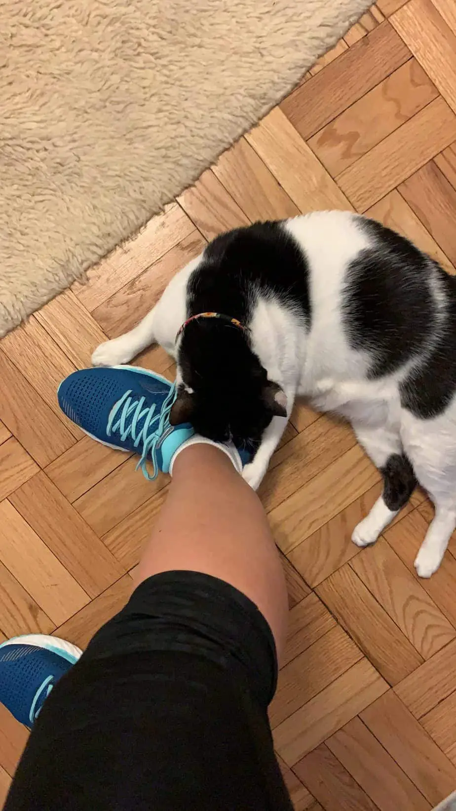 black and white cat by the foot of a girl